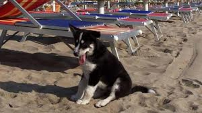 Finale Ligure, al mare con fido solo nelle spiagge autorizzate Finale Ligure, al mare con fido solo nelle spiagge autorizzate