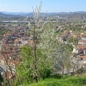 Dego, i giovani del catechismo vendono piantine di Goji per aiutare la missione brasiliana di San Salvador nel Tocantins