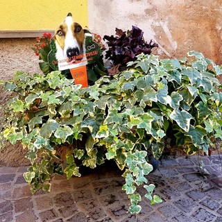 Cairo, nuovi adesivi e bandierine per dire 'no' alle deiezioni canine