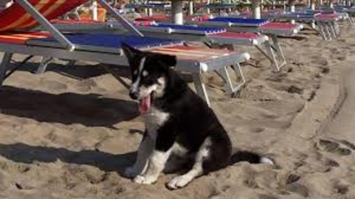Finale Ligure, al mare con fido solo nelle spiagge autorizzate