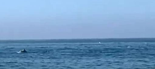 Lo spettacolo della natura, delfini avvistati a pochi metri dalla riva Lo spettacolo della natura, delfini avvistati a pochi metri dalla riva