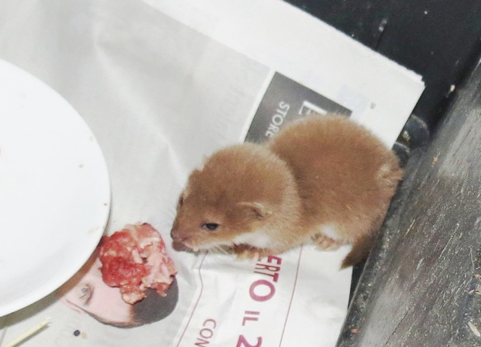 Salvati una donnola e un assiolo ad  Alassio dai volontari della Protezione Animali