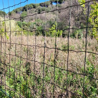 Parco di San Pietro a Quiliano, la minoranza: "Situazione a dir poco imbarazzante per stato di abbandono incuria e degrado" (FOTO)