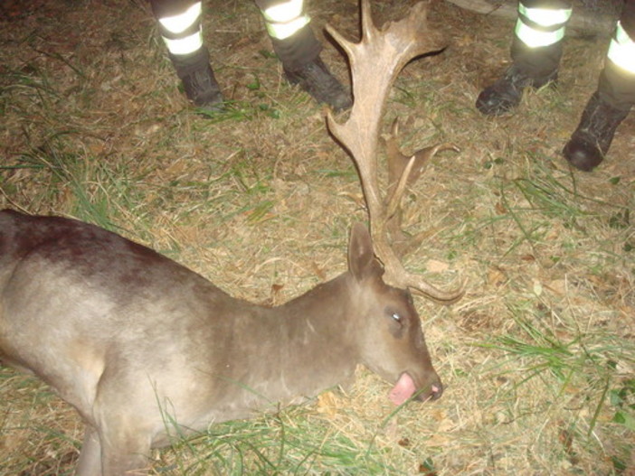 Daino investito a Boissano