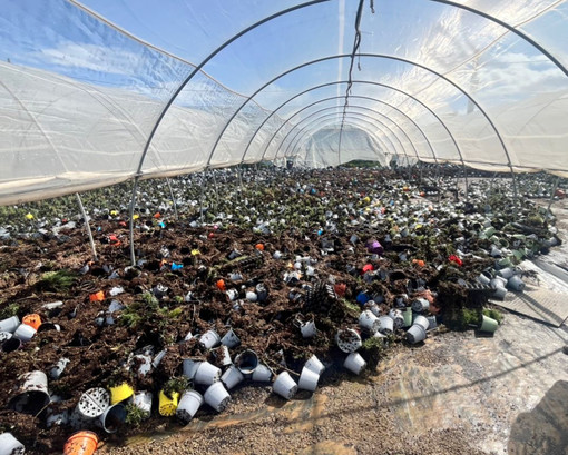 Ristori alluvione 2024, l'assessore Piana a Coldiretti: "Basta banalizzare il lavoro fatto"