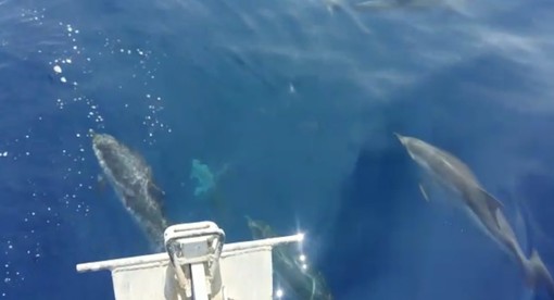 Ennesimo spettacolo nel Mar Ligure: un gruppo di delfini "scorta" un'imbarcazione a largo di Capo Noli (VIDEO) Ennesimo spettacolo nel Mar Ligure: un gruppo di delfini "scorta" un'imbarcazione a largo di Capo Noli (VIDEO)