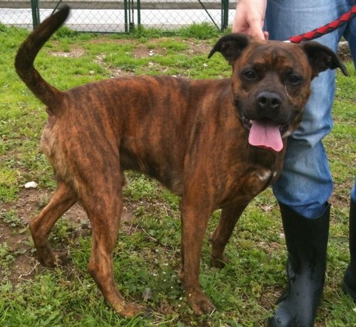 Savona, Dock cerca una nuova