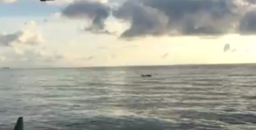 Avvistati delfini al largo di Noli