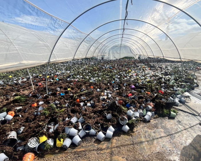 Ristori alluvione 2024, l'assessore Piana a Coldiretti: "Basta banalizzare il lavoro fatto"