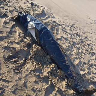 Alassio, delfino spiaggiato in località Borgo Coscia