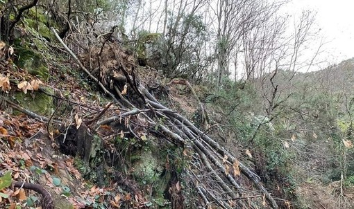 Danni patrimonio boschivo, i sindaci savonesi: "Servono interventi per salvare la filiera del legno" Danni patrimonio boschivo, i sindaci savonesi: "Servono interventi per salvare la filiera del legno"