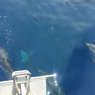 Ennesimo spettacolo nel Mar Ligure: un gruppo di delfini "scorta" un'imbarcazione a largo di Capo Noli (VIDEO)