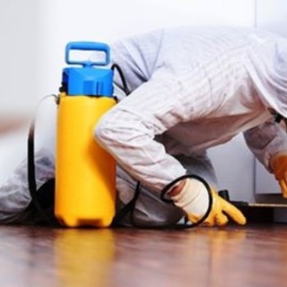 Disinfestazione ecologica: cos’è e come funziona. Ce lo spiegano gli Specialisti della Disinfestazione