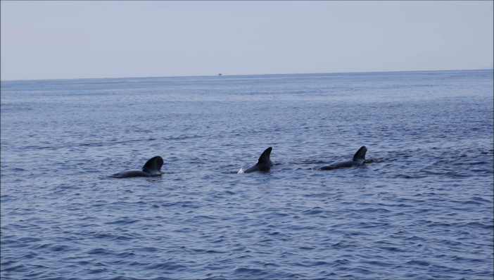Aumentano gli avvistamenti dei cetacei nel Mar Ligure, l'assessore Giampedrone: &quot;Ottimo segnale, sintomo della ricchezza del nostro mare&quot; (VIDEO)