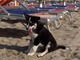 Finale Ligure, al mare con fido solo nelle spiagge autorizzate Finale Ligure, al mare con fido solo nelle spiagge autorizzate