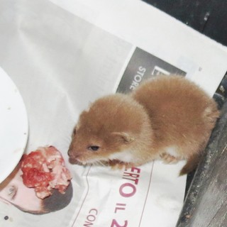 Salvati una donnola e un assiolo ad  Alassio dai volontari della Protezione Animali