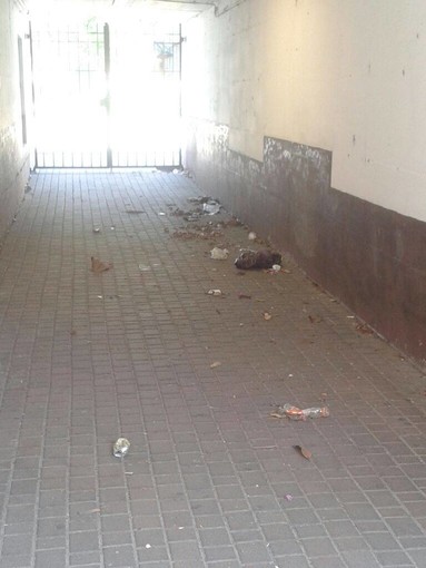 Albenga, Lega Nord: "Su igiene urbana Vio si metta a lavorare" Albenga, Lega Nord: "Su igiene urbana Vio si metta a lavorare"