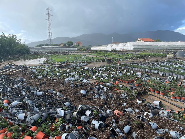 Maltempo ad Albenga , l’allarme di Ciotta (Coldiretti): "È emergenza, agricoltura in ginocchio, serve un intervento immediato" Maltempo ad Albenga , l’allarme di Ciotta (Coldiretti): "È emergenza, agricoltura in ginocchio, serve un intervento immediato"