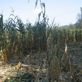 Animali selvatici, CIA Liguria: "Fare agricoltura è impossibile, servono interventi seri ed adeguati alla gravità della situazione" Animali selvatici, CIA Liguria: "Fare agricoltura è impossibile, servono interventi seri ed adeguati alla gravità della situazione"