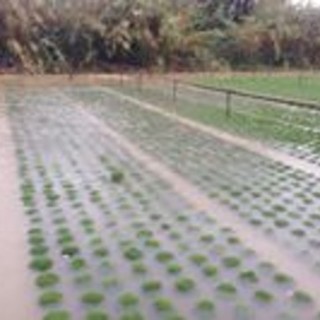 Danni alluvionali, i sindaci Cangiano e Fazio convocano il Tavolo Verde per l'agricoltura