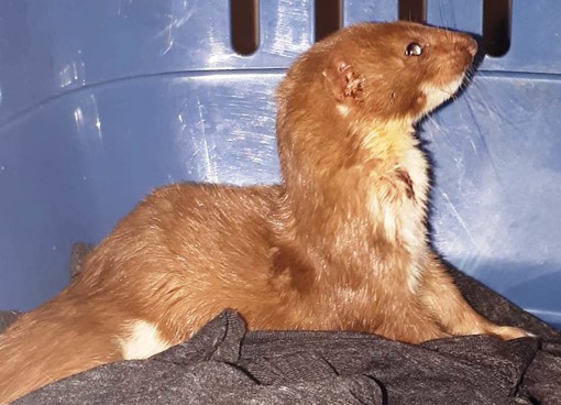 Villanova d'Albenga, donnola ferita soccorsa dall'Enpa (FOTO) Villanova d'Albenga, donnola ferita soccorsa dall'Enpa (FOTO)