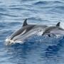 Savona, tutela dei cetacei e sensibilizzazione: il Comune si candida ai fondi del Ministero con un progetto CIMA Savona, tutela dei cetacei e sensibilizzazione: il Comune si candida ai fondi del Ministero con un progetto CIMA