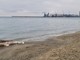 Albissola, avvistata carcassa di delfino davanti alla spiaggia Bau Bau Village
