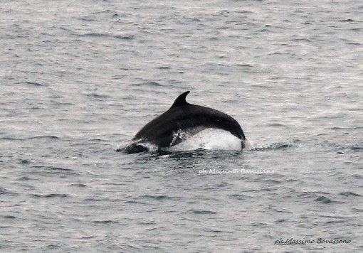 Avvistato branco di delfini davanti a Punta Crena a Varigotti