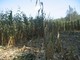 Savona: danni fauna selvatica, agricoltori vanno tutelati Savona: danni fauna selvatica, agricoltori vanno tutelati