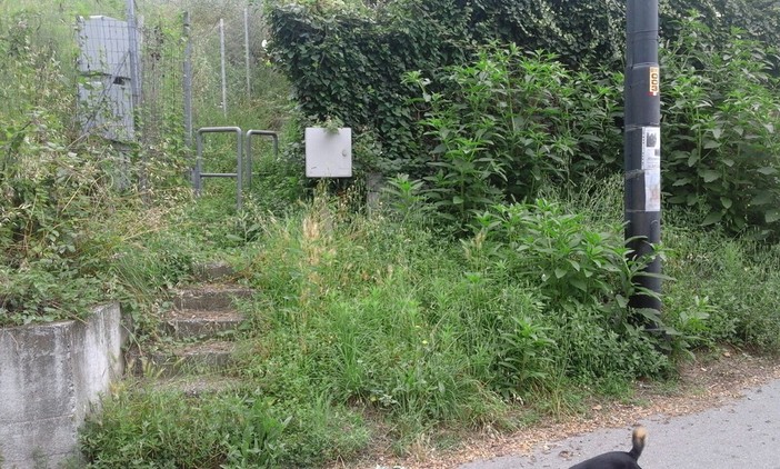 Erba alta, lampioni rotti e tombini otturati: degrado al PAIP di Savona Erba alta, lampioni rotti e tombini otturati: degrado al PAIP di Savona