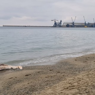 Albissola, avvistata carcassa di delfino davanti alla spiaggia Bau Bau Village