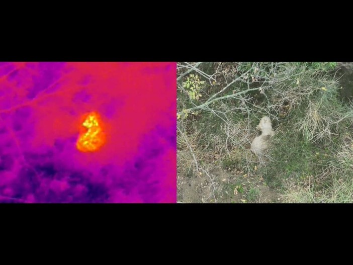 Si perdono le sue tracce da 4 mesi a Savona ma viene ritrovata grazie ai droni: il lieto fine per il cane Dana Si perdono le sue tracce da 4 mesi a Savona ma viene ritrovata grazie ai droni: il lieto fine per il cane Dana