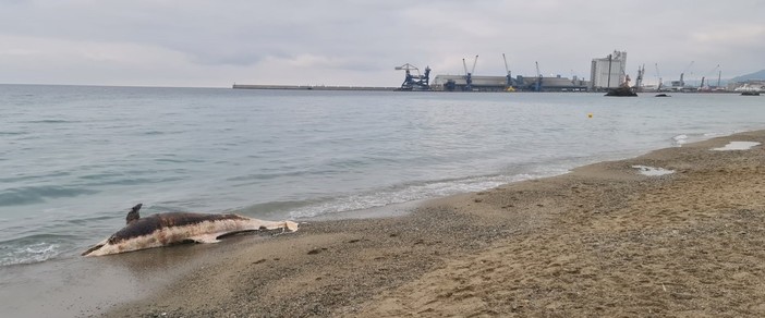 Albissola, avvistata carcassa di delfino davanti alla spiaggia Bau Bau Village