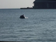 Savona, due delfini “danzano” all’imboccatura del porto (VIDEO)