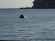 Savona, due delfini “danzano” all’imboccatura del porto (VIDEO) Savona, due delfini “danzano” all’imboccatura del porto (VIDEO)