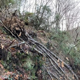 Danni patrimonio boschivo, i sindaci savonesi: "Servono interventi per salvare la filiera del legno"