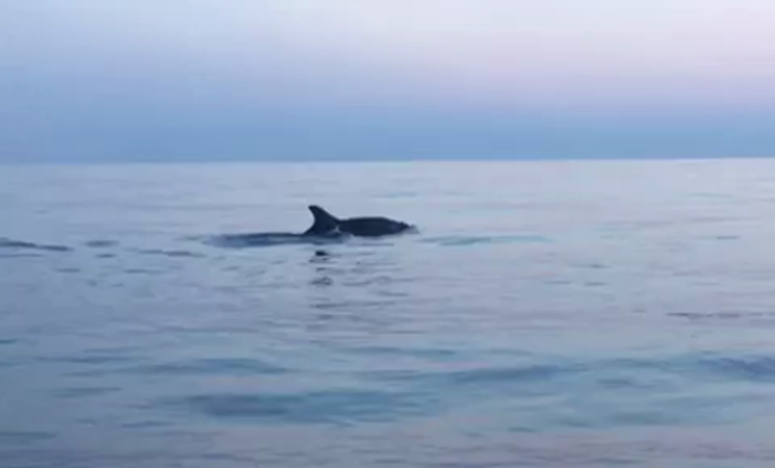 Albenga, avvistato un branco di delfini nella zona dell'Isola Gallinara (VIDEO)