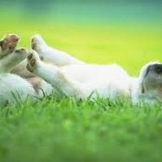 Ritardi nella realizzazione dell'area canina, PerFinale attacca: "I soldi sono stati spesi per altro" Ritardi nella realizzazione dell'area canina, PerFinale attacca: "I soldi sono stati spesi per altro"