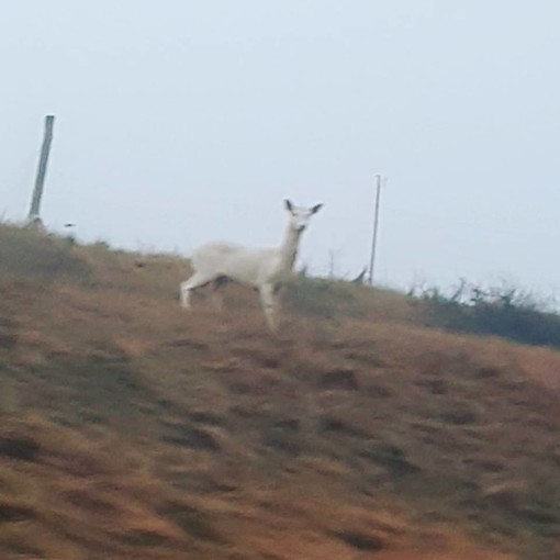 Calizzano, avvistato un daino albino in località 'Gavian' (FOTO) Calizzano, avvistato un daino albino in località 'Gavian' (FOTO)