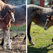 Borghetto S.S., è nato Despacito: il puledro simbolo del progetto green che conquista il paese