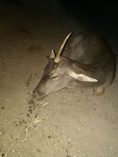 Inizia la caccia al daino. Enpa: "Sparargli si, soccorrerli no"