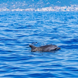 Tutela dei mammiferi marini, ecco il progetto Claps: coinvolte l'Area Marina Protetta Isola di Bergeggi e Menkab