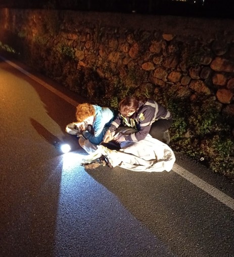 Daino ferito salvato dalla guardie zoofile Gadit a Cisano sul Neva