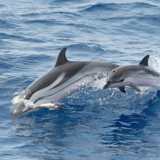 Savona, tutela dei cetacei e sensibilizzazione: il Comune si candida ai fondi del Ministero con un progetto CIMA
