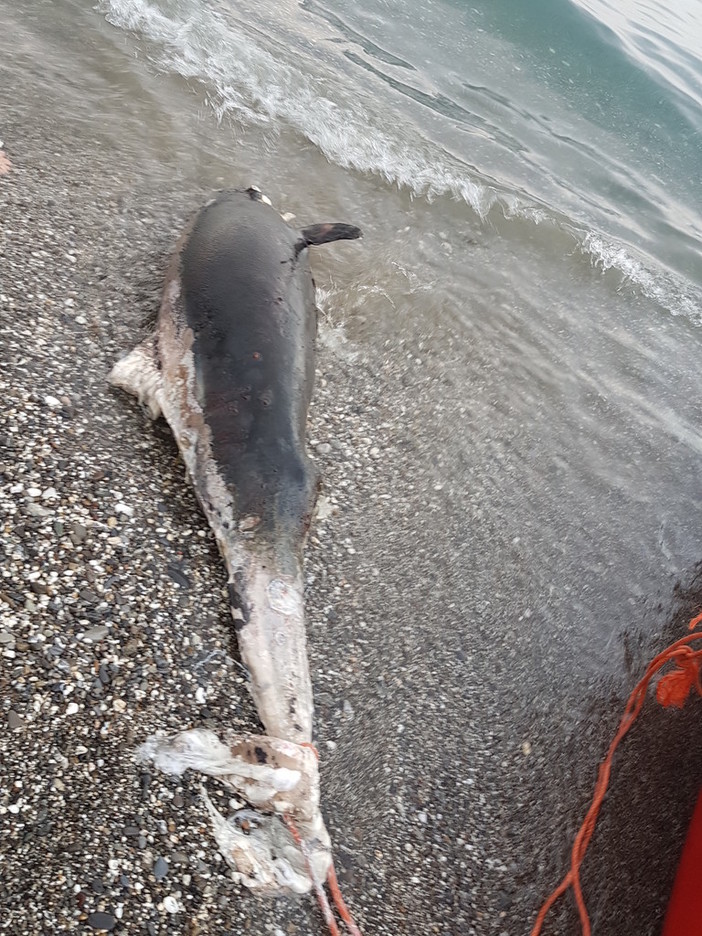 Delfino spiaggiato a Savona nei pressi dei bagni Olimpia