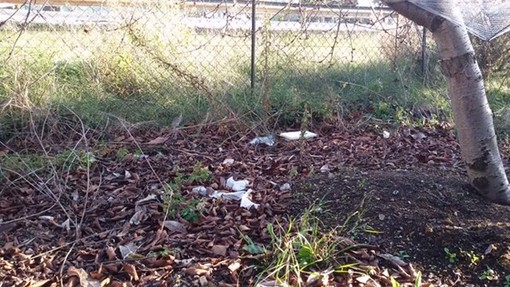 Albenga, discarica a cielo aperto in regione Rollo. Ciangherotti attacca: "Nessuno a Palazzo Civico fa niente" Albenga, discarica a cielo aperto in regione Rollo. Ciangherotti attacca: "Nessuno a Palazzo Civico fa niente"