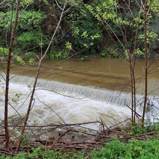 Savona, uomo cade nel Letimbro: partite le ricerche