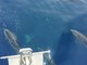 Ennesimo spettacolo nel Mar Ligure: un gruppo di delfini &quot;scorta&quot; un'imbarcazione a largo di Capo Noli (VIDEO)