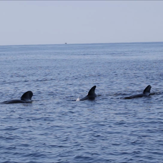 Aumentano gli avvistamenti dei cetacei nel Mar Ligure, l'assessore Giampedrone: "Ottimo segnale, sintomo della ricchezza del nostro mare" (VIDEO)