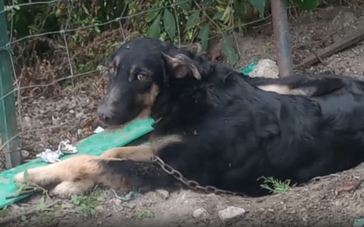 Cairo Montenotte, la denuncia di Stop Animal Crimes Italia: "Cani sequestrati per maltrattamento restituiti al pastore denunciato" Cairo Montenotte, la denuncia di Stop Animal Crimes Italia: "Cani sequestrati per maltrattamento restituiti al pastore denunciato"